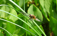 Four-spotted Chaser (Libellula quadrimaculata)